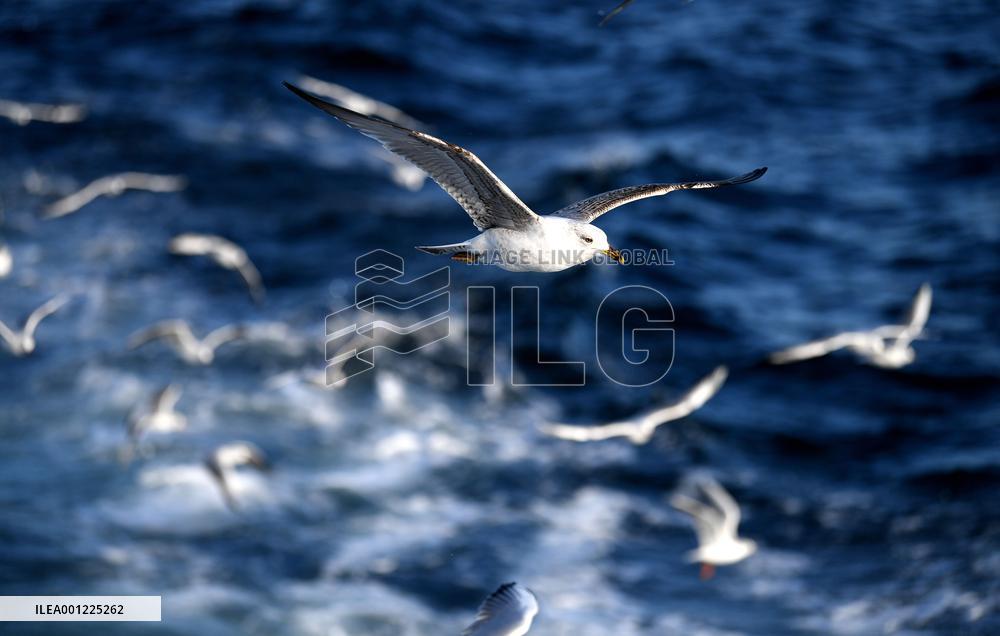 TÜRKIYE-ISTANBUL-BOSPORUS STRAIT-SEAGULLS
