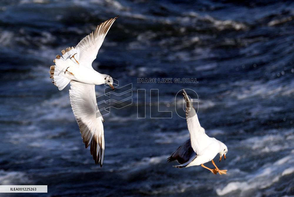 TÜRKIYE-ISTANBUL-BOSPORUS STRAIT-SEAGULLS