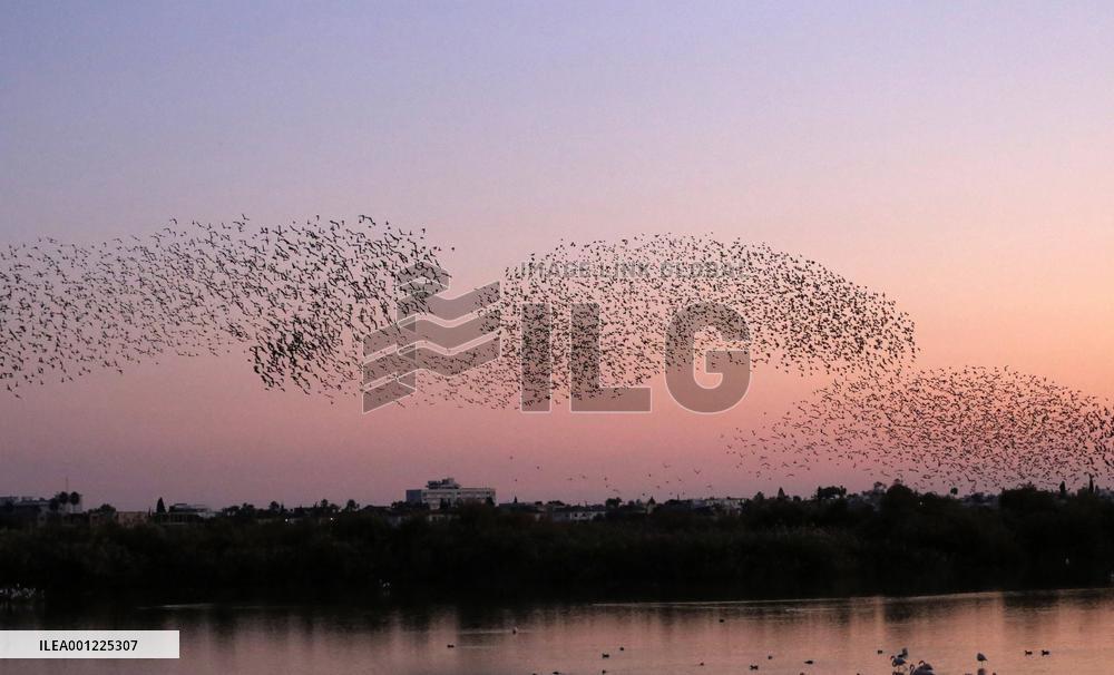 CYPRUS-LARNACA-EUROPEAN STARLINGS