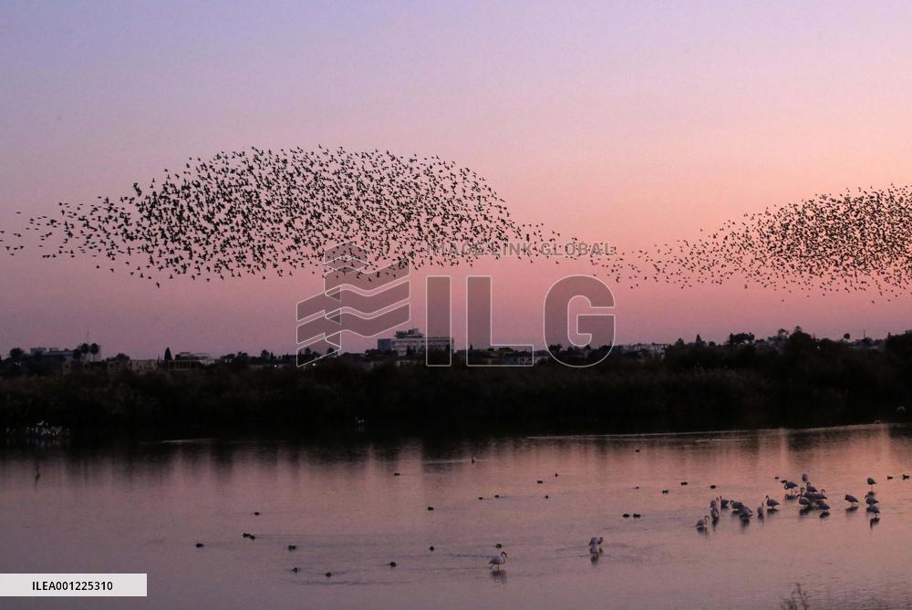 CYPRUS-LARNACA-EUROPEAN STARLINGS