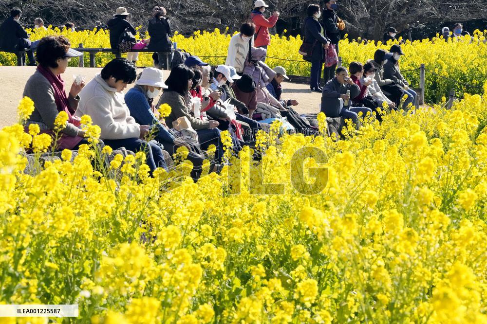 Rapeseed blossoms in eastern Japan