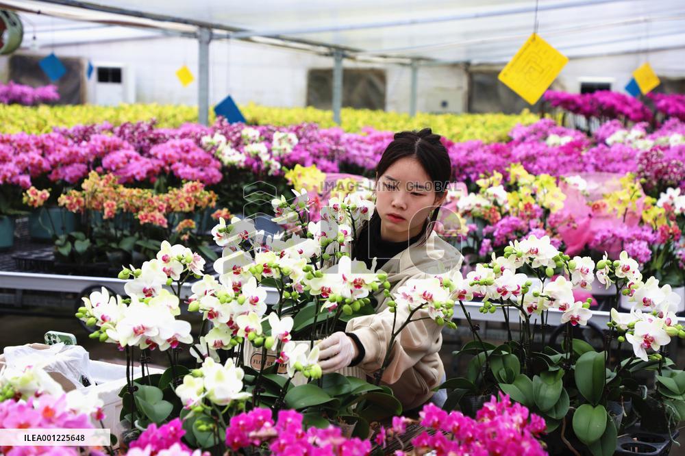 #CHINA-SPRING FESTIVAL-PREPARATION (CN)