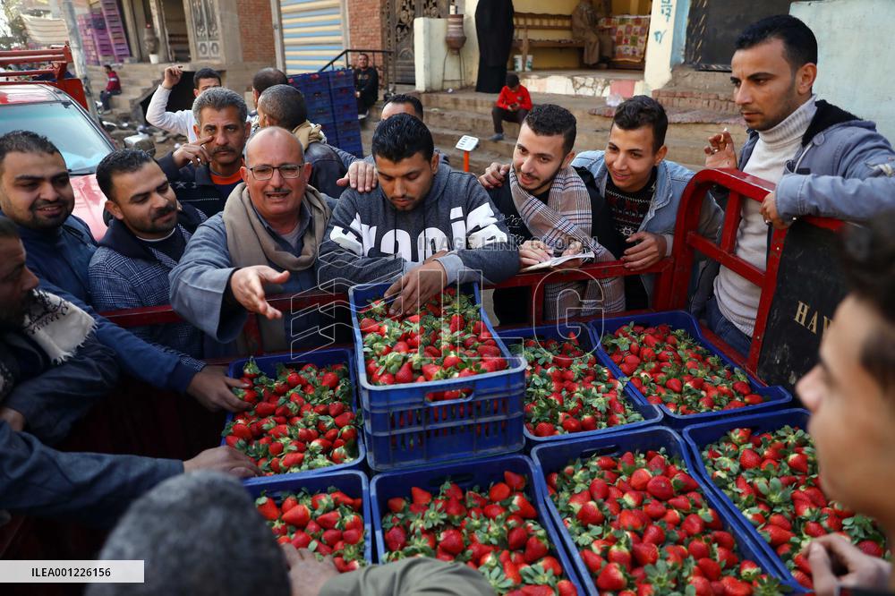 EGYPT-QALYUBIA-STRAWBERRY-HARVEST