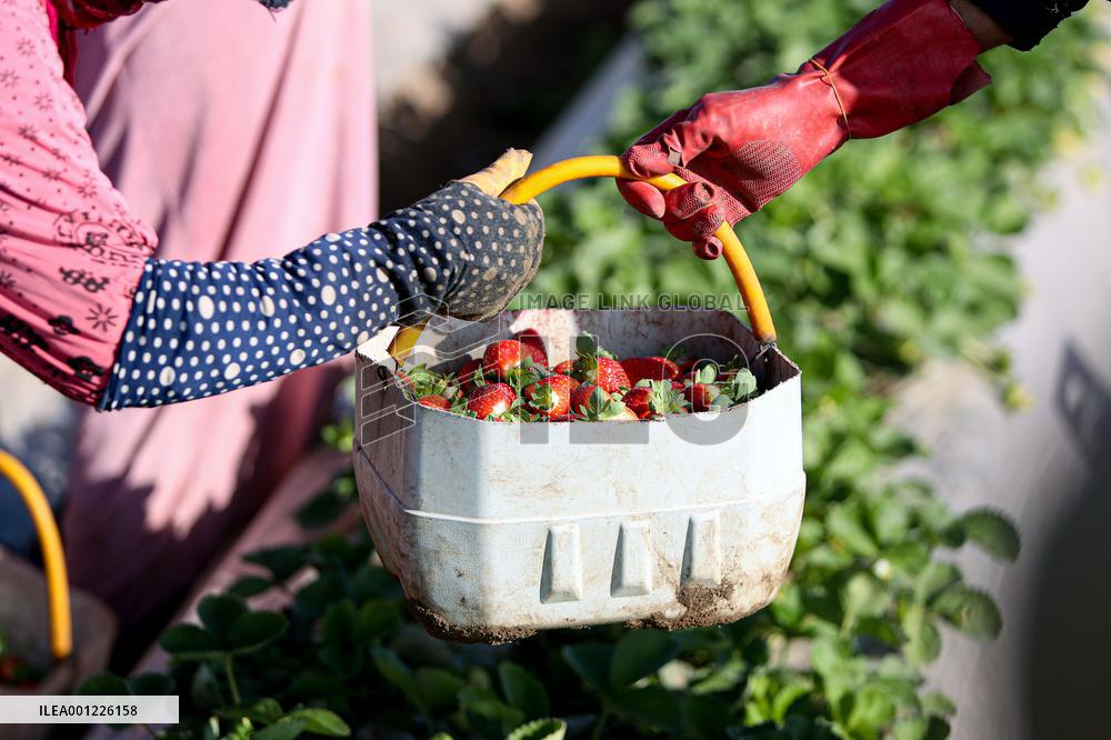 EGYPT-QALYUBIA-STRAWBERRY-HARVEST