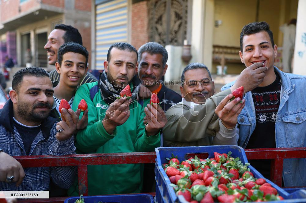 EGYPT-QALYUBIA-STRAWBERRY-HARVEST