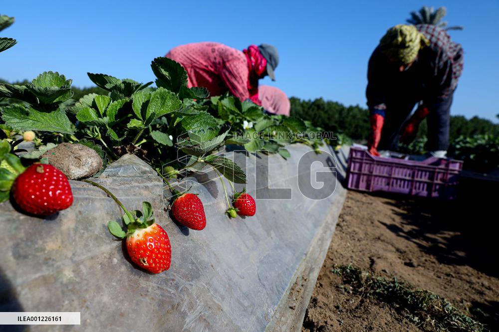 EGYPT-QALYUBIA-STRAWBERRY-HARVEST