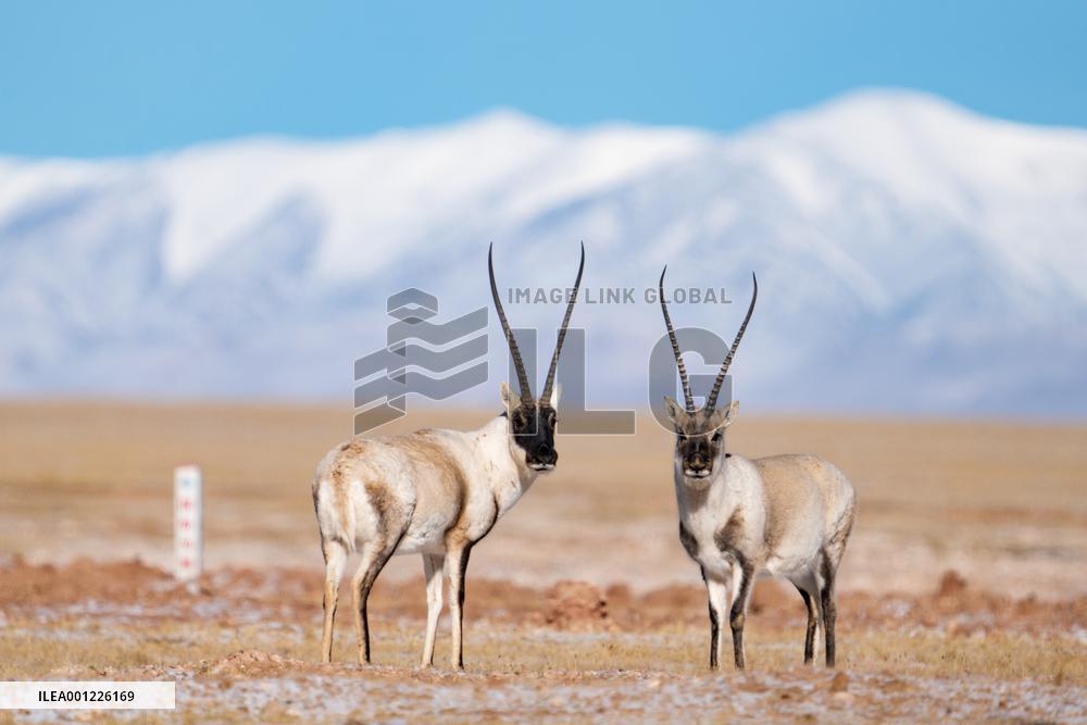 Xinhua Headlines: China aims to build world's largest national park system