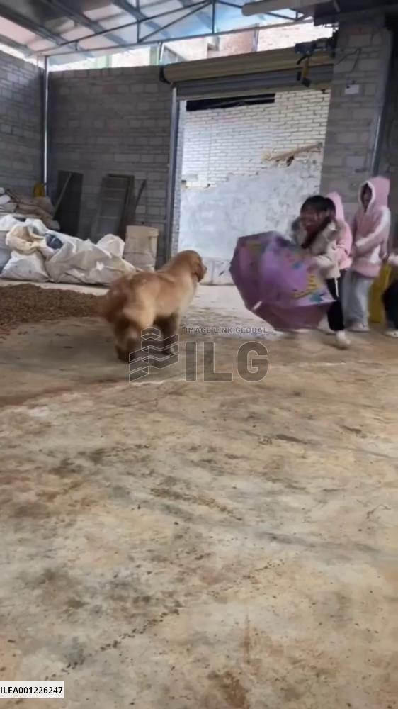 Dog playing "eagle catching chickens" with children