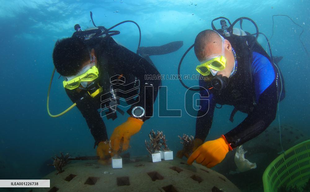 CHINA-HAINAN-SANYA-CORAL REEF ECOSYSTEM-RESTORATION (CN)