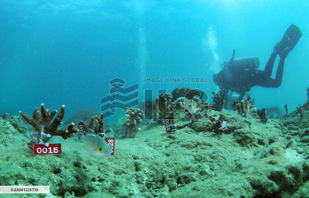 CHINA-HAINAN-SANYA-CORAL REEF ECOSYSTEM-RESTORATION (CN)