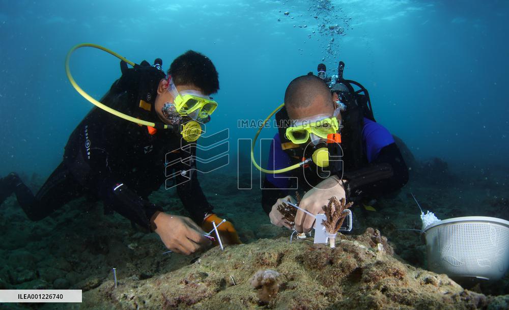 CHINA-HAINAN-SANYA-CORAL REEF ECOSYSTEM-RESTORATION (CN)