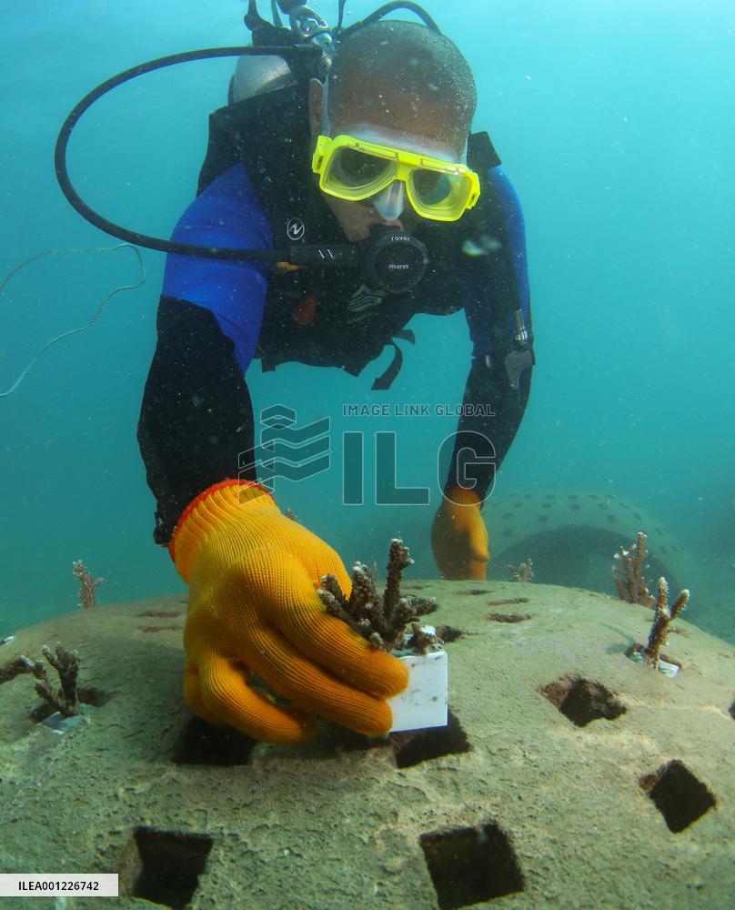 CHINA-HAINAN-SANYA-CORAL REEF ECOSYSTEM-RESTORATION (CN)
