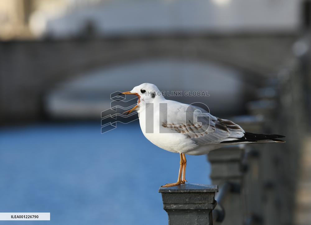 GERMANY-BERLIN-BLACK-HEADED GULLS