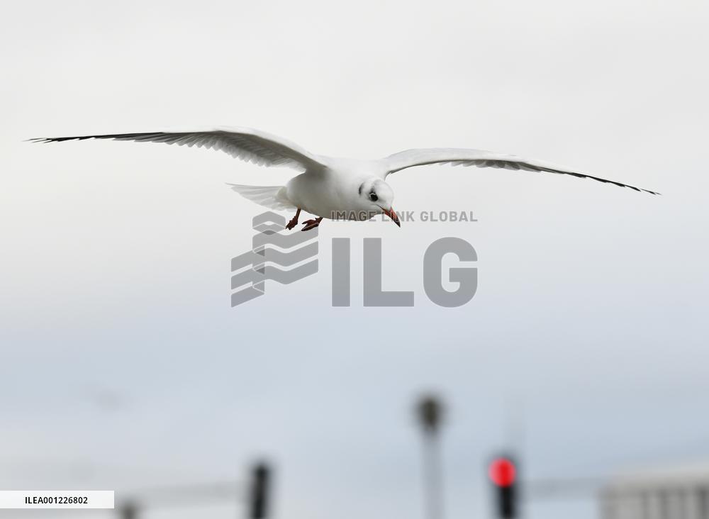 GERMANY-BERLIN-BLACK-HEADED GULLS