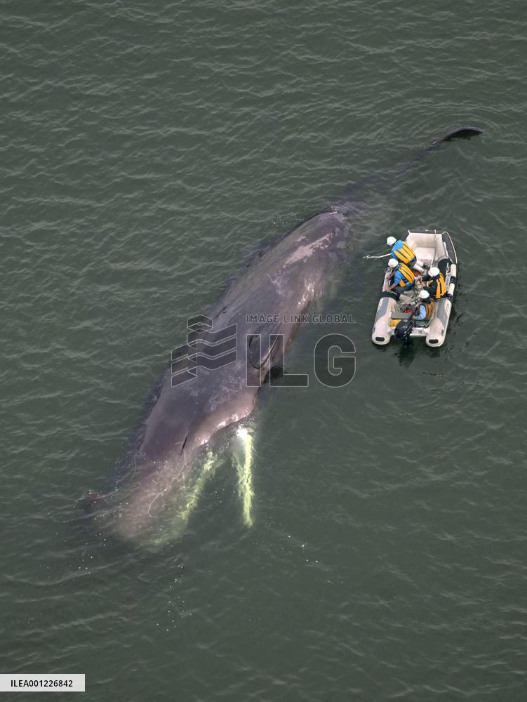 Whale spotted in Osaka