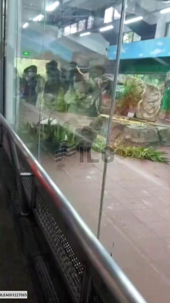 Giant panda does somersaults at zoo in S China
