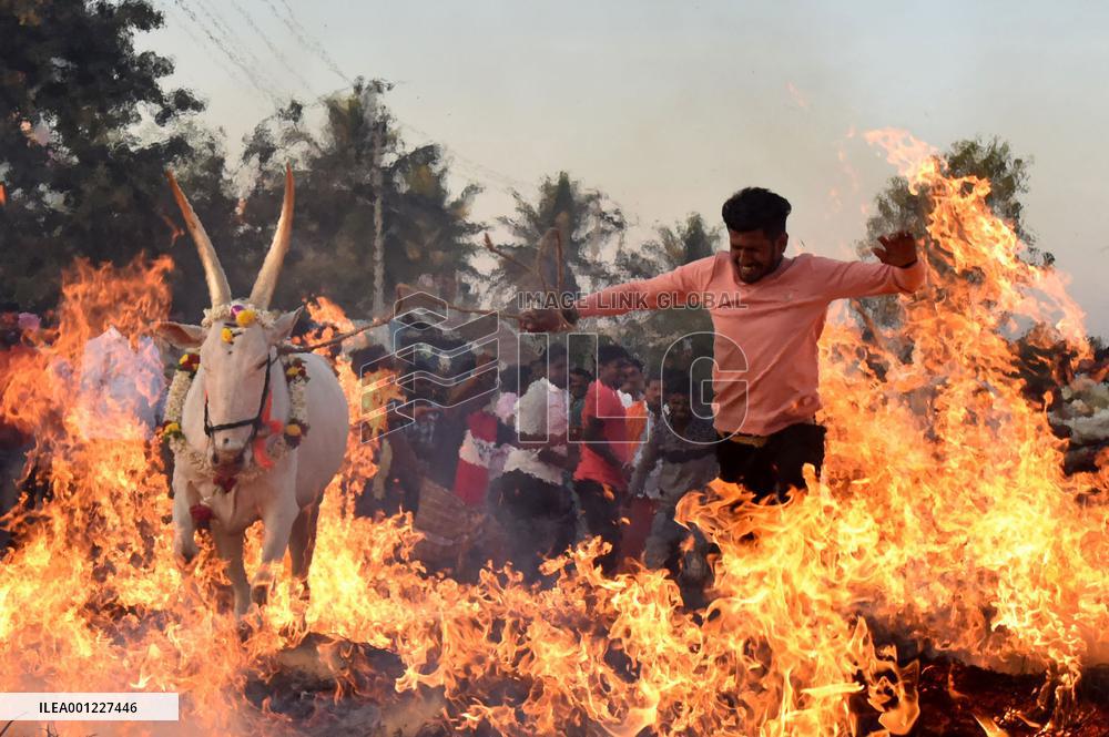 INDIA-BANGALORE-MAKAR SANKRANTI FESTIVAL