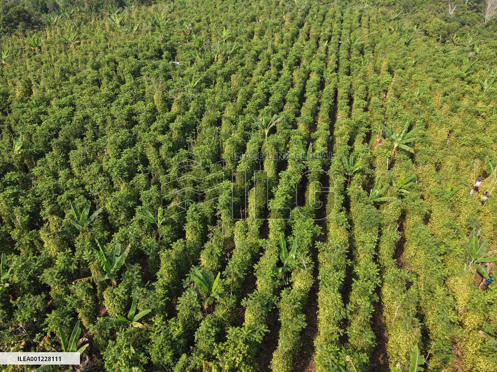 CAMEROON-YAOUNDE-WHITE PEPPER