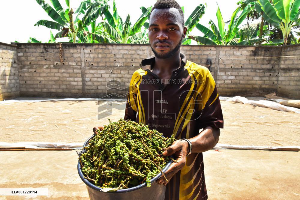 CAMEROON-YAOUNDE-WHITE PEPPER