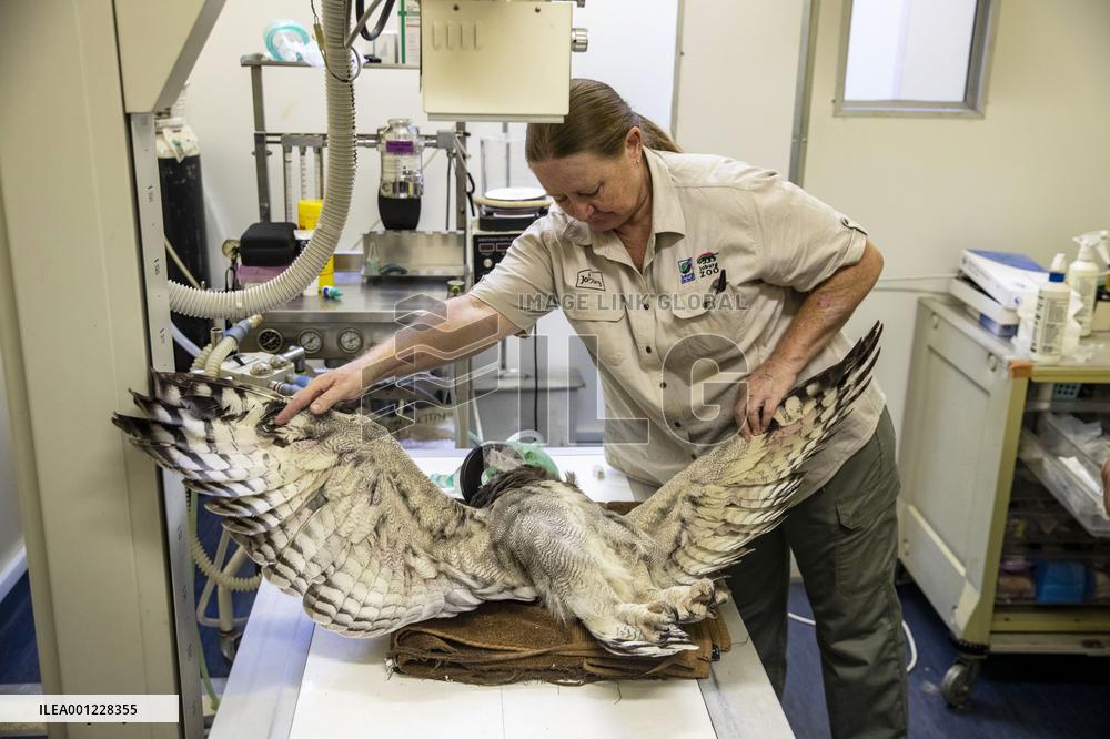 SOUTH AFRICA-JOHANNESBURG-ZOO-HEALTH CHECK