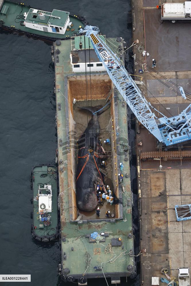 Dead stray whale in Osaka