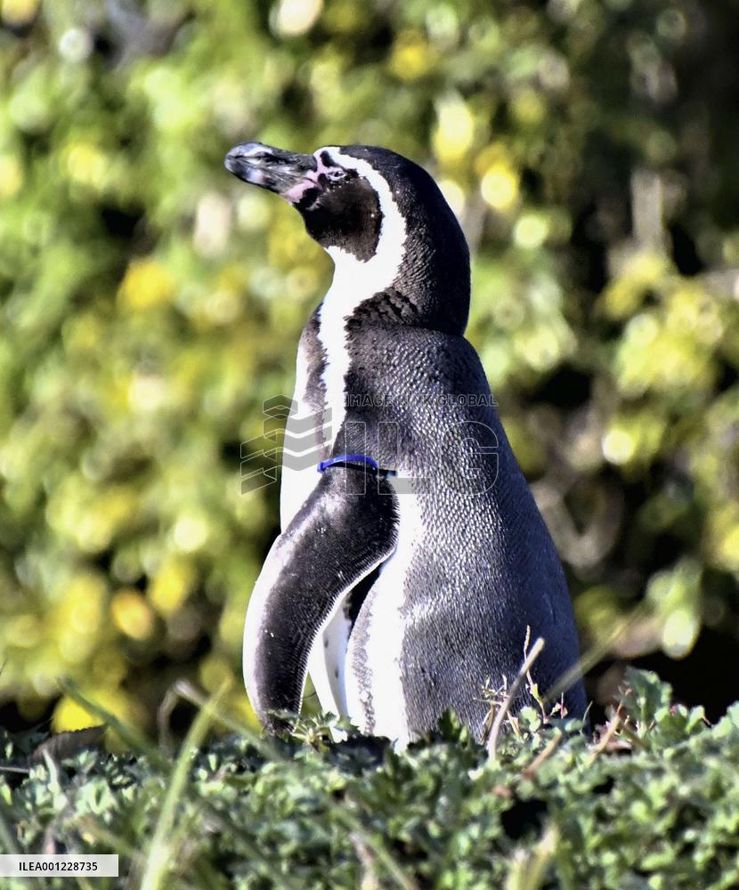 Humboldt penguin at Saitama zoo