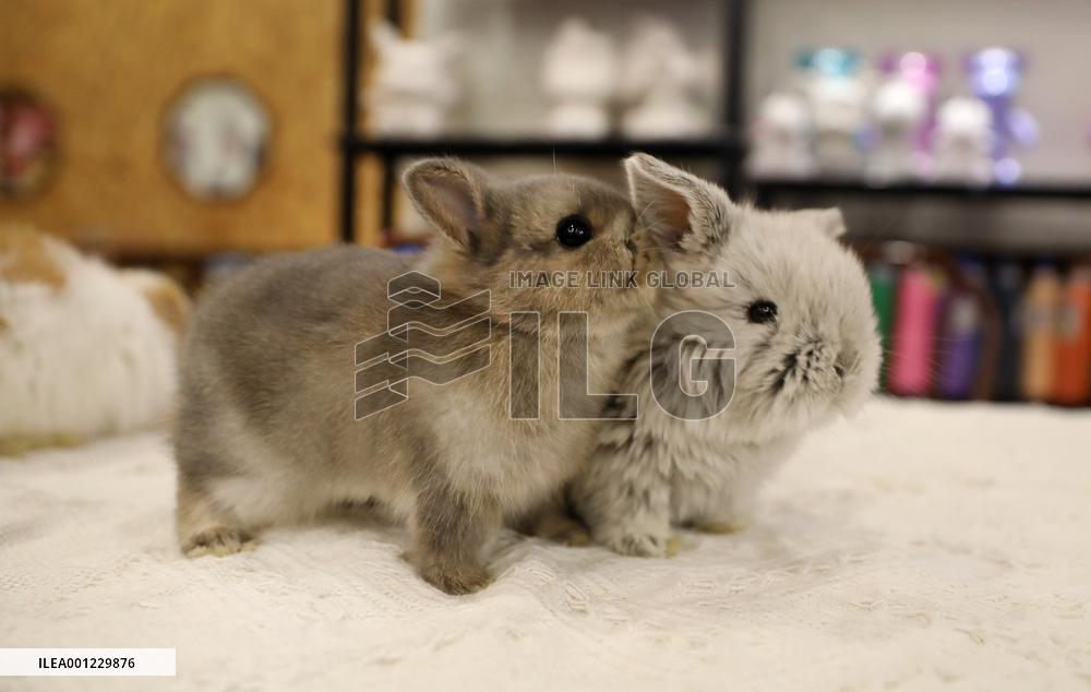 CHINA-LIAONING-SHENYANG-RABBIT CAFE (CN)