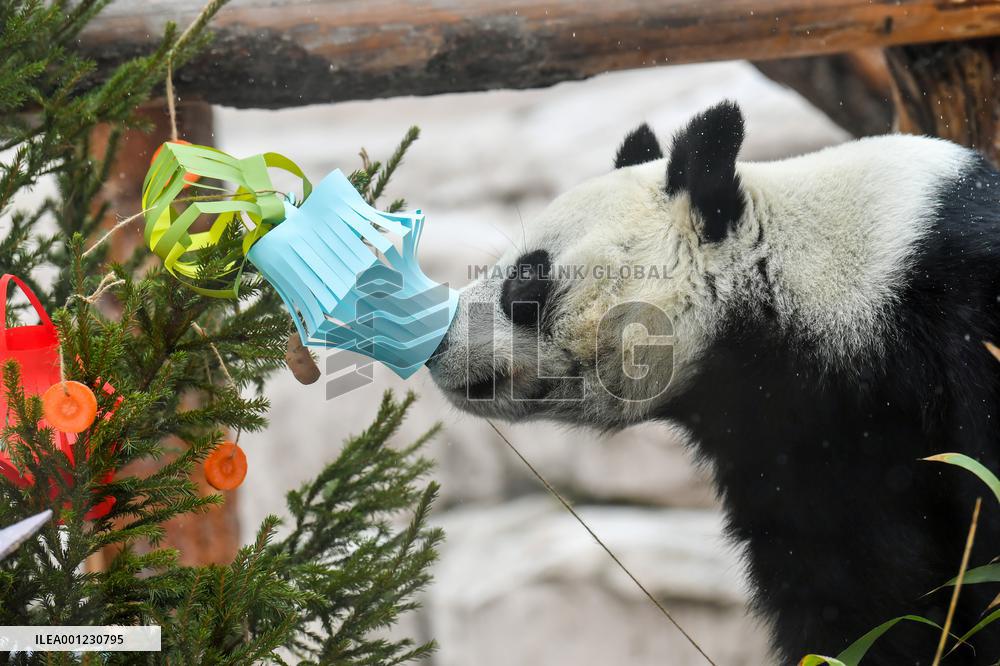 RUSSIA-MOSCOW-GIANT PANDAS-LUNAR NEW YEAR-CELEBRATION