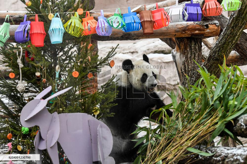 RUSSIA-MOSCOW-GIANT PANDAS-LUNAR NEW YEAR-CELEBRATION
