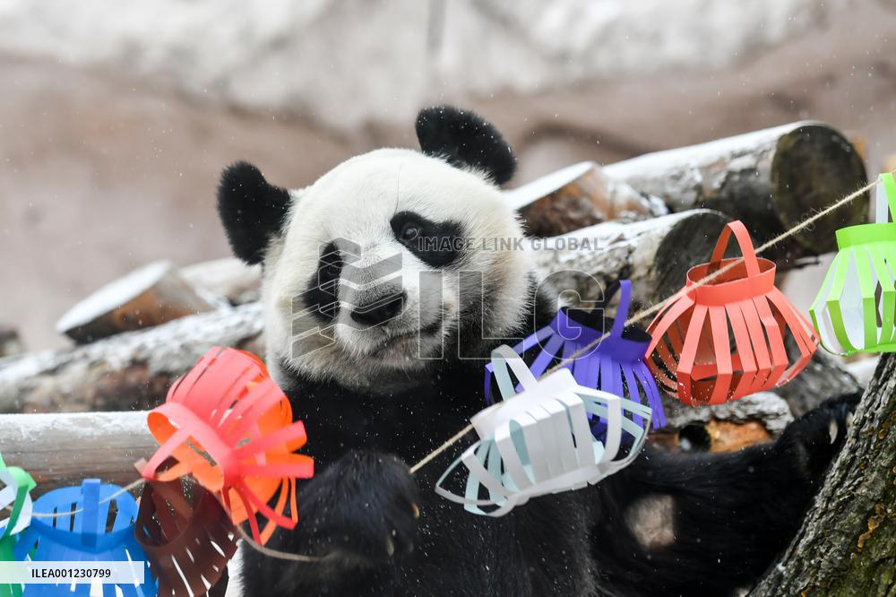 RUSSIA-MOSCOW-GIANT PANDAS-LUNAR NEW YEAR-CELEBRATION