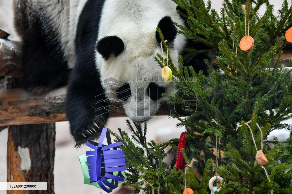 RUSSIA-MOSCOW-GIANT PANDAS-LUNAR NEW YEAR-CELEBRATION