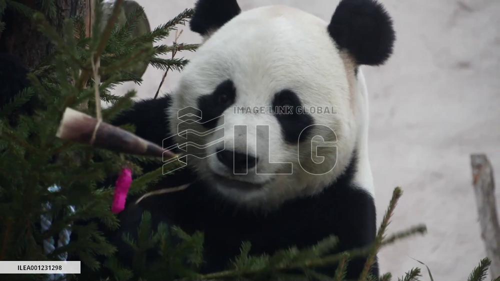 Giant pandas enjoy special Chinese New Year treats at Moscow Zoo