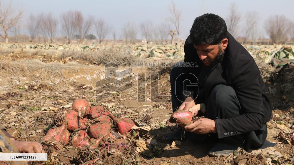 AFGHANISTAN-HERAT-BEETS