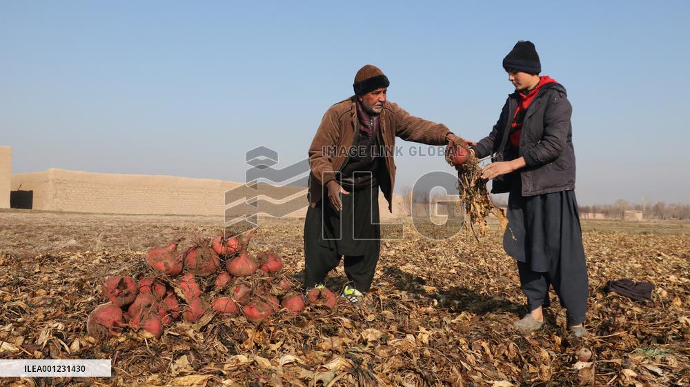 AFGHANISTAN-HERAT-BEETS