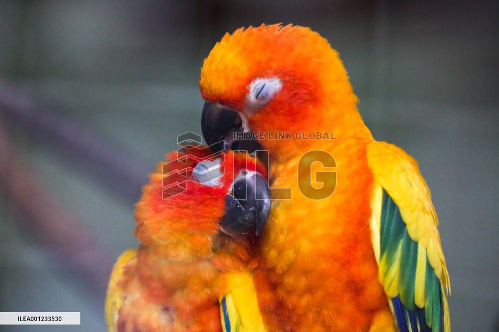 MYANMAR-YANGON-ZOO-ANIMALS