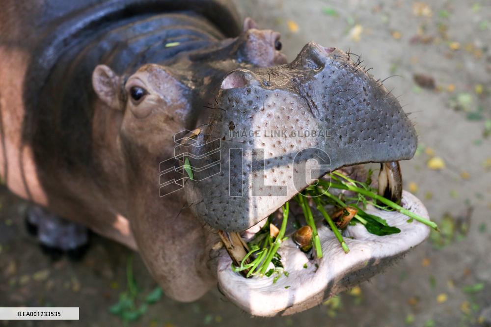 MYANMAR-YANGON-ZOO-ANIMALS