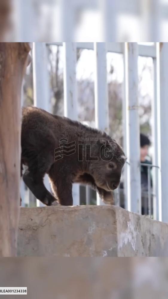 Newborn baby takin calf in China's Shaanxi