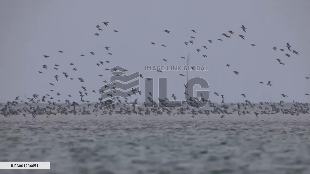 Over 10,000 migratory birds wintering in China's Guangxi