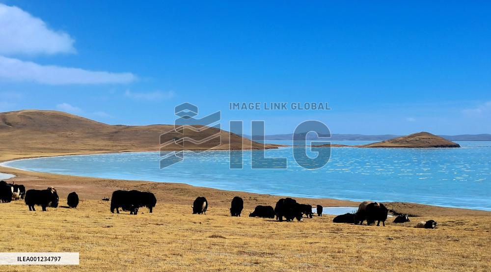 Xinhua Headlines: "Water tower" witnesses China's decades-long ecological efforts