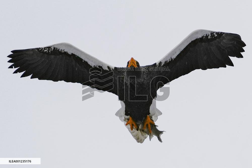 Eagle spending winter in Japan