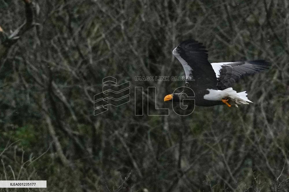 Eagle spending winter in Japan