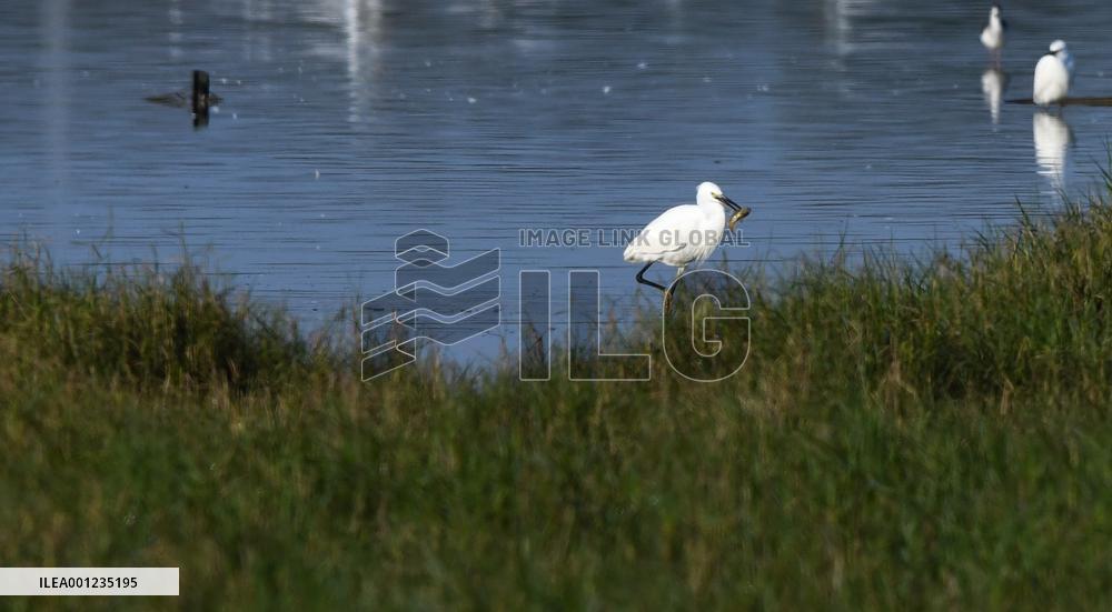 CHINA-HAINAN-HAIKOU-WATERFOWL-WORLD WETLANDS DAY (CN)