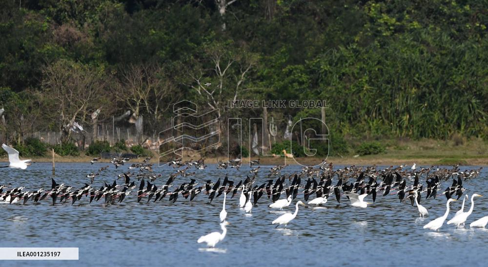 CHINA-HAINAN-HAIKOU-WATERFOWL-WORLD WETLANDS DAY (CN)