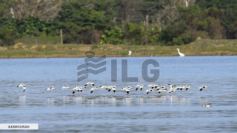 CHINA-HAINAN-HAIKOU-WATERFOWL-WORLD WETLANDS DAY (CN)