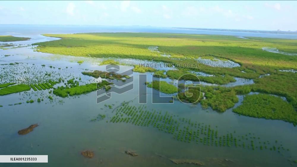China's Guangxi enhances mangrove conservation