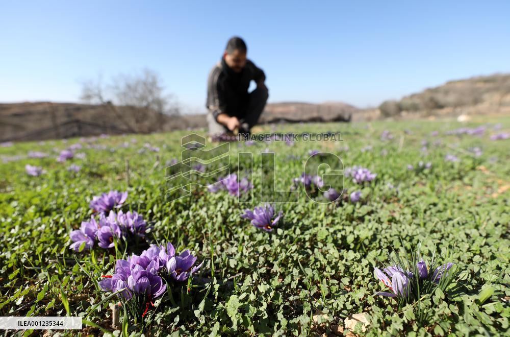 MIDEAST-NABLUS-SAFFRON-CULTIVATION