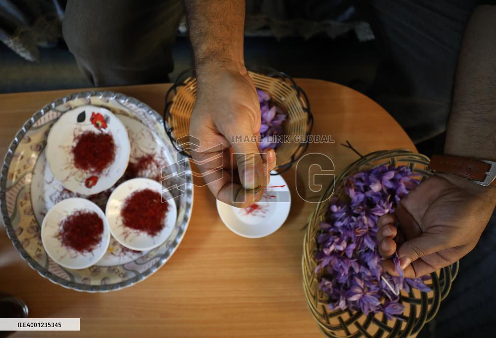 MIDEAST-NABLUS-SAFFRON-CULTIVATION