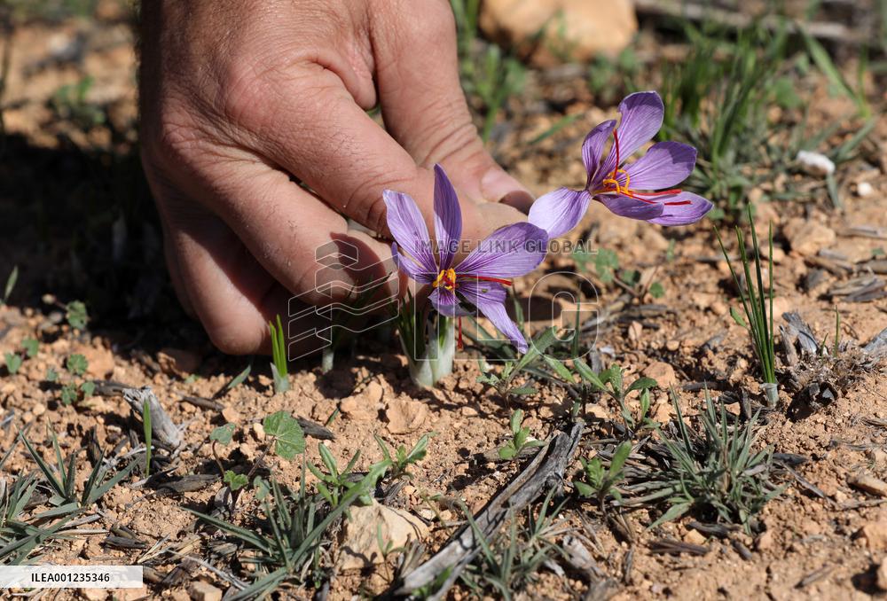 MIDEAST-NABLUS-SAFFRON-CULTIVATION