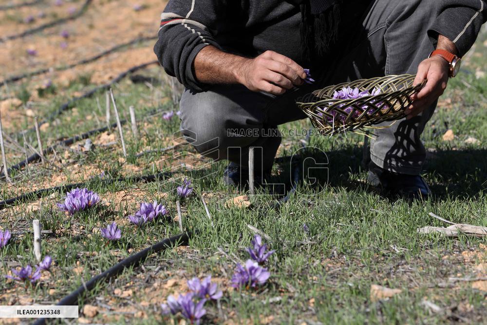 MIDEAST-NABLUS-SAFFRON-CULTIVATION