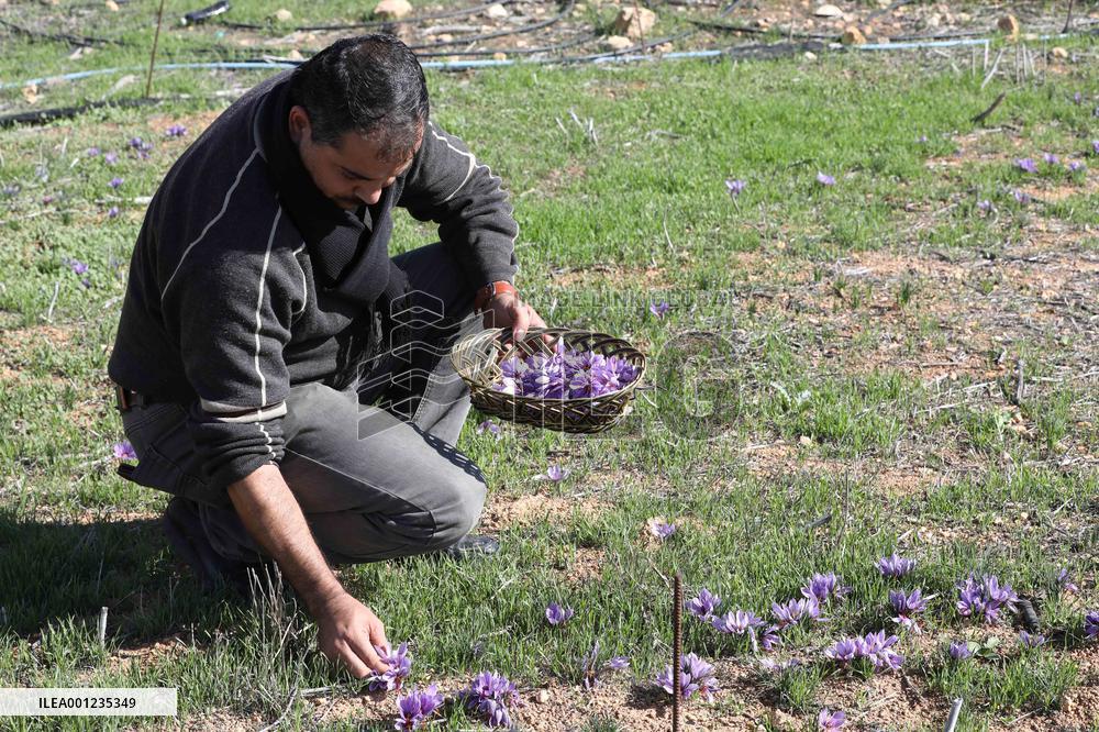 MIDEAST-NABLUS-SAFFRON-CULTIVATION